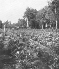 Langesøs rhododendron-mark ca 1916